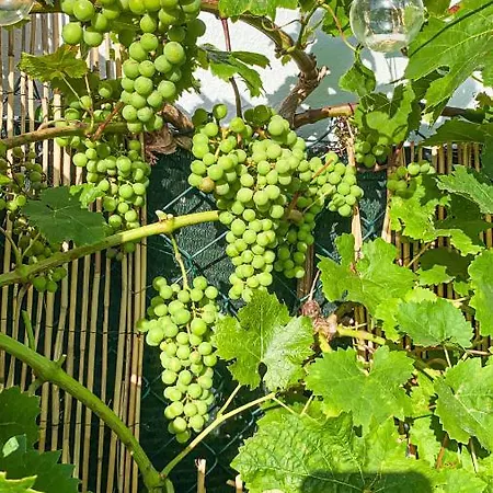 Ocean House - Next To Ribeira D'ilhas Surf Ericeira